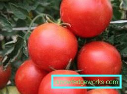 158 weiße Fülltomate
