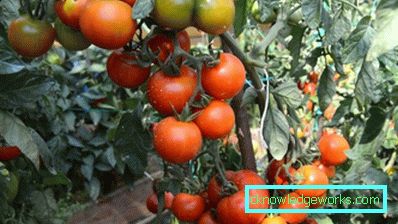 158 weiße Fülltomate
