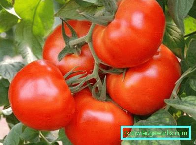 158 weiße Fülltomate