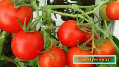 158 weiße Fülltomate