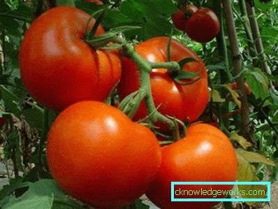 158 weiße Fülltomate