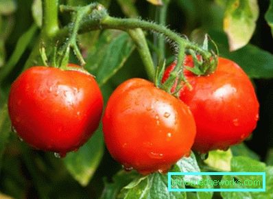 158 weiße Fülltomate