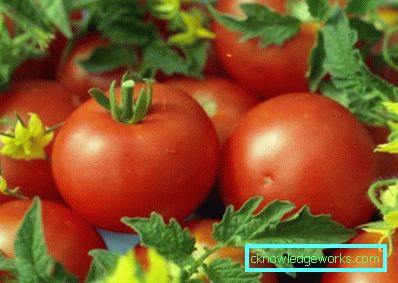 158 weiße Fülltomate