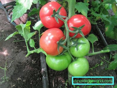 158 weiße Fülltomate