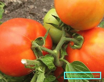 158 weiße Fülltomate
