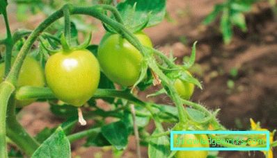 152-Tomaten Danko