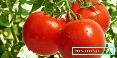 179-Tomaten-Jamal