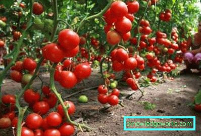 179-Tomaten-Jamal