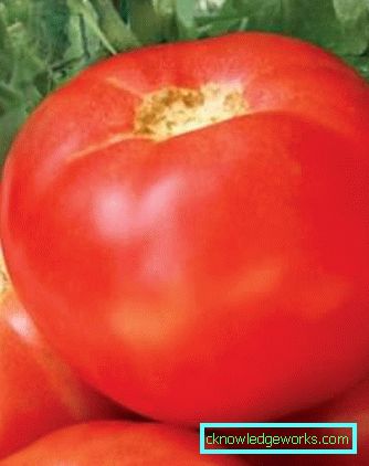179-Tomaten-Jamal
