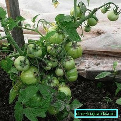 179-Tomaten-Jamal