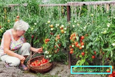179-Tomaten-Jamal