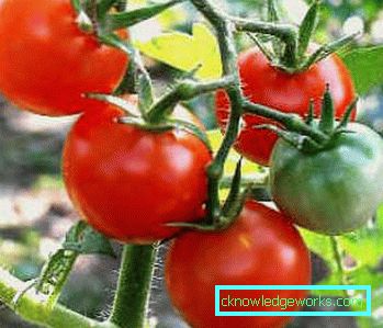 179-Tomaten-Jamal