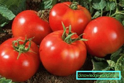 179-Tomaten-Jamal