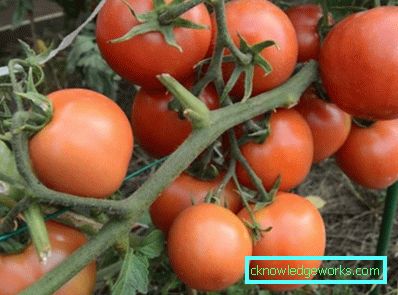 179-Tomaten-Jamal
