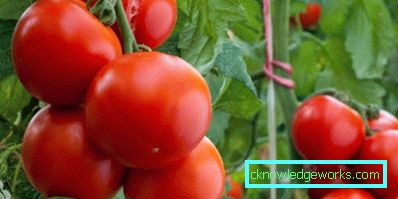 179-Tomaten-Jamal