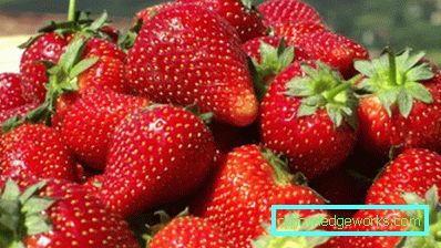 86-Anbau und Pflege von Erdbeeren